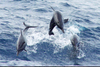 Three Dolphins Jumping Front View
 - Costa Rica