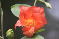 orange beach hibiscus close
 - Costa Rica