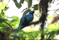 selvetura quetzal 
 - Costa Rica