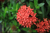 los almendros red flower 
 - Costa Rica