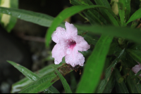 los almendros purple flower 
 - Costa Rica