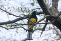 black headed trogon 
 - Costa Rica