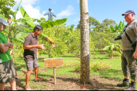 guide explaining about ceiba trees finca kobo chocolate tour 
 - Costa Rica