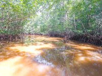 Amaretto Water Canal In The Tamarindo Estuary
 - Costa Rica