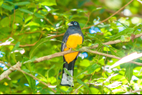 Yellow Black Bird Cabo Blanco
 - Costa Rica