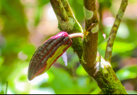 Cacao Fruit Attached To A Tree Finca Kobo Chocolate Tour
 - Costa Rica