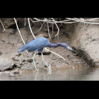 penas blancas little blue heron 
 - Costa Rica