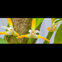 orchids lankaster gardens
 - Costa Rica