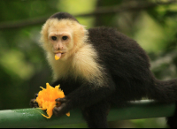 hotel karahe capuchin monkey 
 - Costa Rica