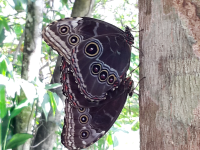 Matting Butterflies
 - Costa Rica