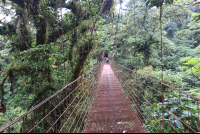 monteverde cloud forest reserve bridge 
 - Costa Rica