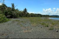 playa negra puerto viejo grass 
 - Costa Rica