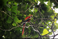 carara national park scarlet macaw 
 - Costa Rica