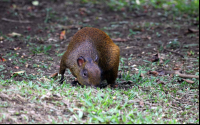 curi cancha agouti 
 - Costa Rica