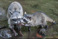 racoon at the river curu refuge 
 - Costa Rica