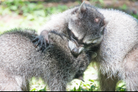 Raccoons Playing At Parque Simon Bolivar San Jose
 - Costa Rica