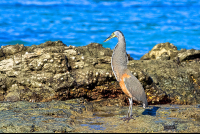 tiger heron at the beach cabo blanco  
 - Costa Rica