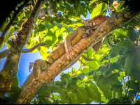 Green Iguana Manuel Antonio National Park
 - Costa Rica