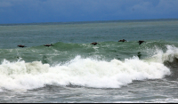 dominical beach attraction pelicans 
 - Costa Rica