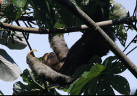 manuel antonio national park attraction three toed sloth 
 - Costa Rica