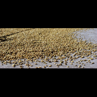drying beans doka coffee estate
 - Costa Rica