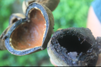 seed pod interior
 - Costa Rica