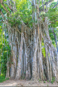 cabuya strangler fig tree 
 - Costa Rica