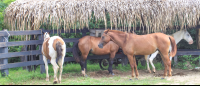 Horses In A Ranch
 - Costa Rica