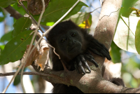 howler monkey nosara reserve 
 - Costa Rica