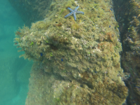 starfish on reef 
 - Costa Rica