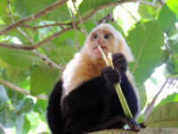 manuel antonio national park attraction capuchin 
 - Costa Rica