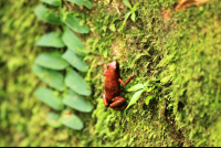 gandoca manzanillo wildlife refuge strawberry poison dart frog 
 - Costa Rica