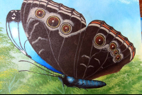 morpho morpho 
 - Costa Rica