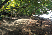 hermosa beach attraction dominical trees 
 - Costa Rica