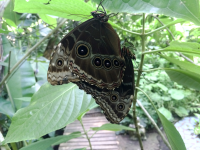 matting butterflies 
 - Costa Rica