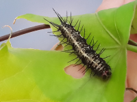 Black White Larvae Butterfly Garden
 - Costa Rica