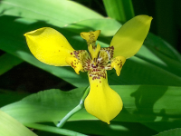 Yellow Orchid
 - Costa Rica