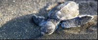 tortuguero destination baby turtle 
 - Costa Rica