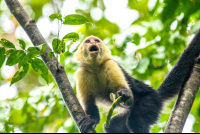 White Face Monkey Eating Fruit San Pedrillo Ranger Station
 - Costa Rica