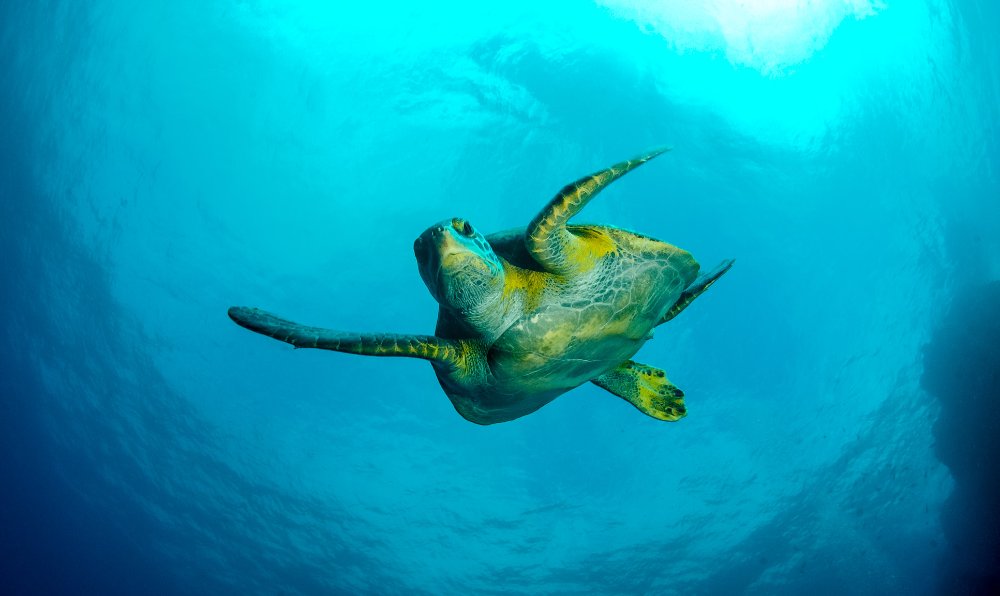 green sea turtle swimming in the ocean cocos island
 - Costa Rica