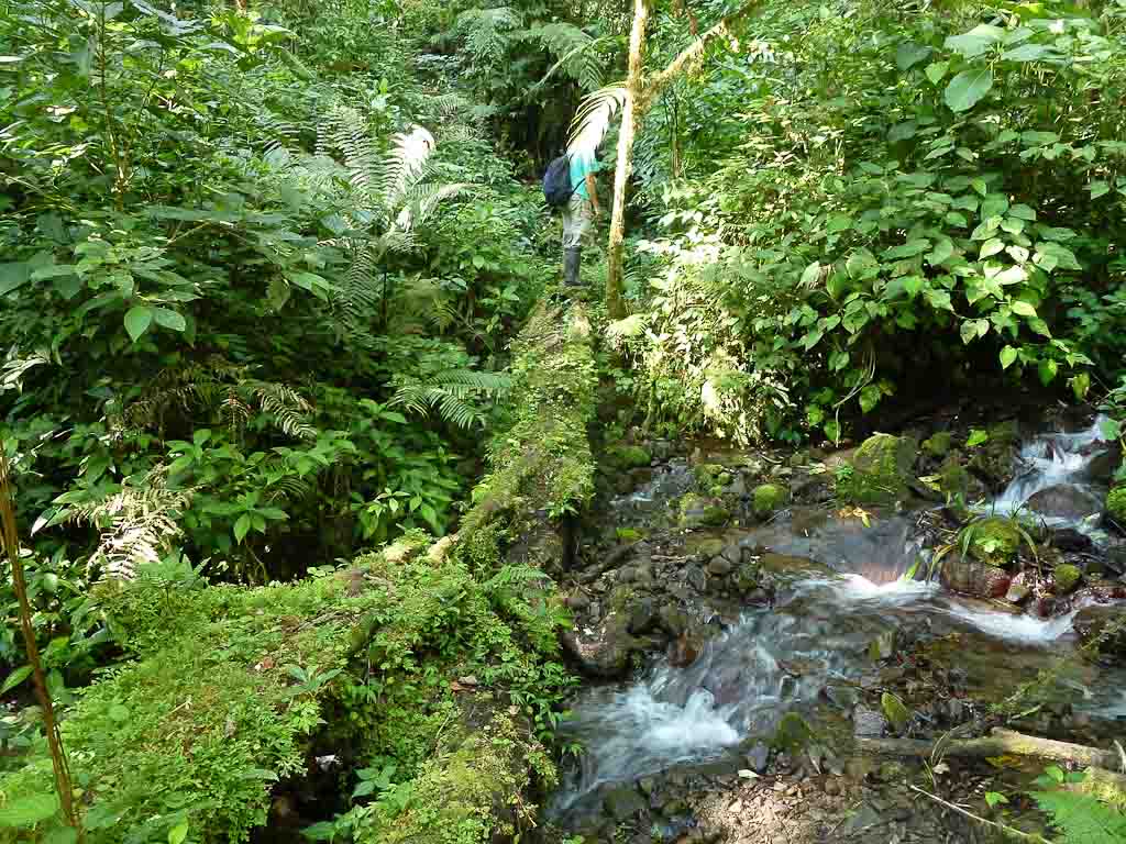 crossing childrens ete rnfrst mossy log 
 - Costa Rica