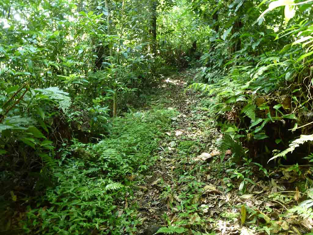 crossing childrens ete rnfrst secondary forest 
 - Costa Rica