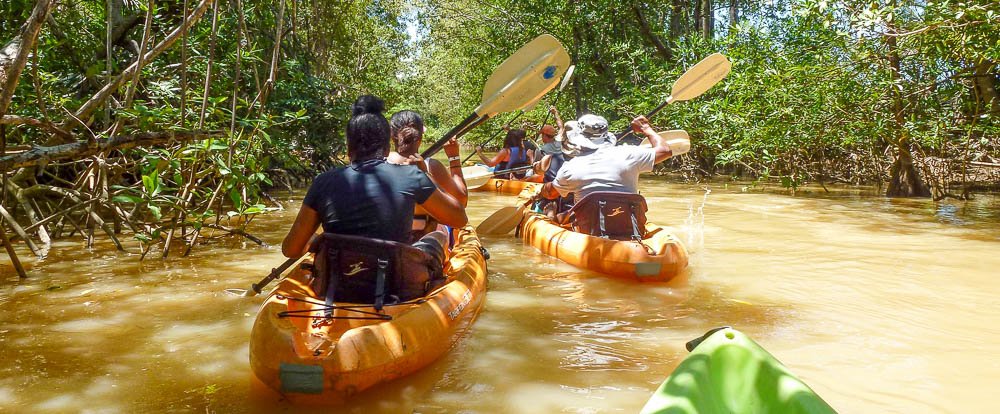 manglar isla mangrove kayak going in 
 - Costa Rica