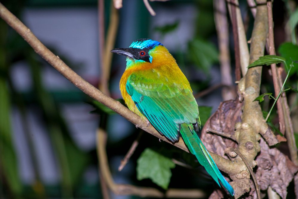 sleeping motmot night walk monteverde
 - Costa Rica