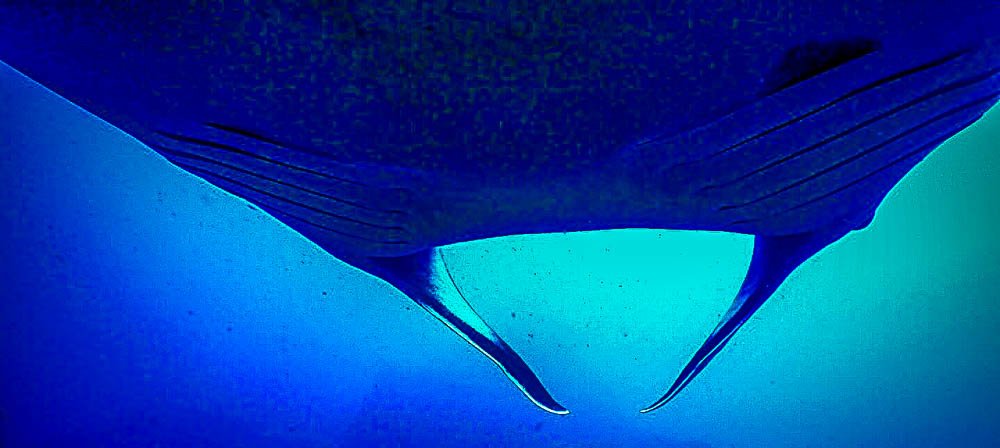 view from below a giant manta ray
 - Costa Rica