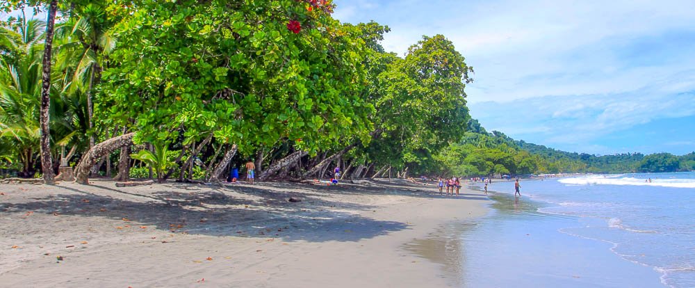 espadilla beach trees 
 - Costa Rica