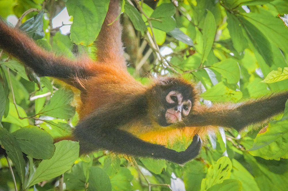 spider monkey corcovado national park la leona station costa rica
 - Costa Rica