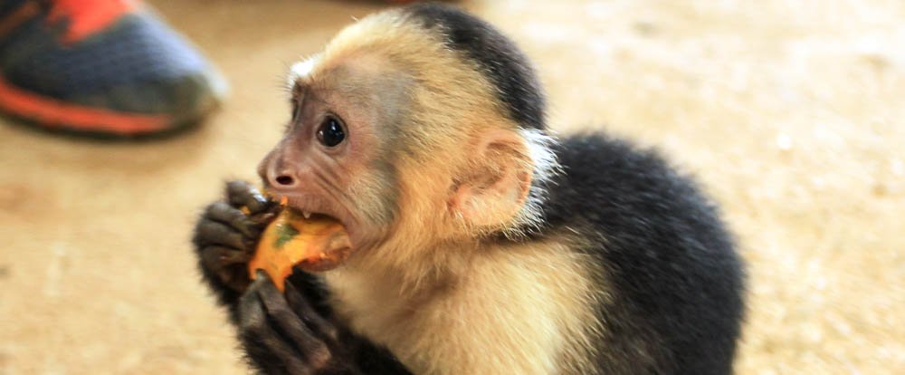 dominical in pictures white faced monkey 
 - Costa Rica