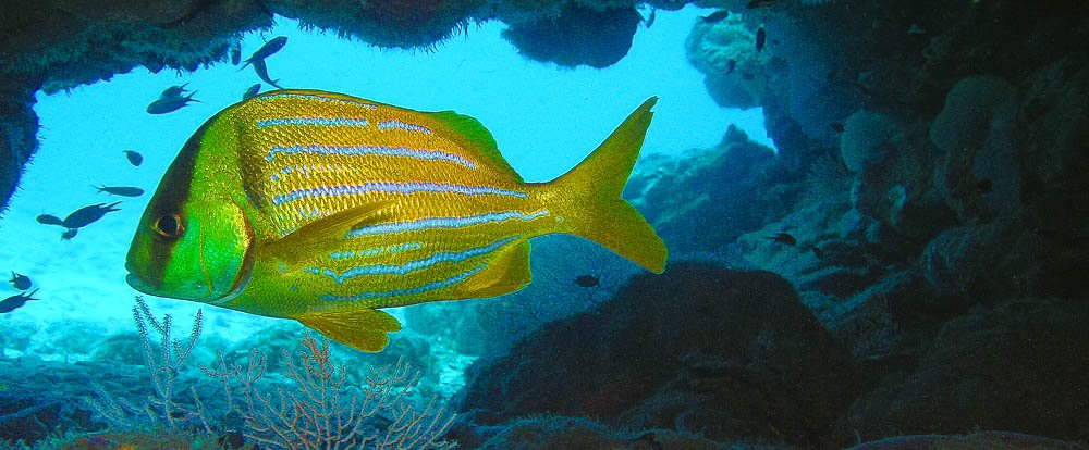 fish underwater cave
 - Costa Rica