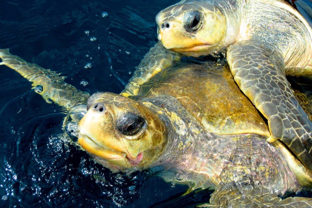 olive ridley turtles mating ocean coco beach 
 - Costa Rica